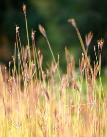 奇幻魔法 喵趣漫画